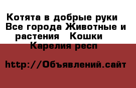 Котята в добрые руки - Все города Животные и растения » Кошки   . Карелия респ.